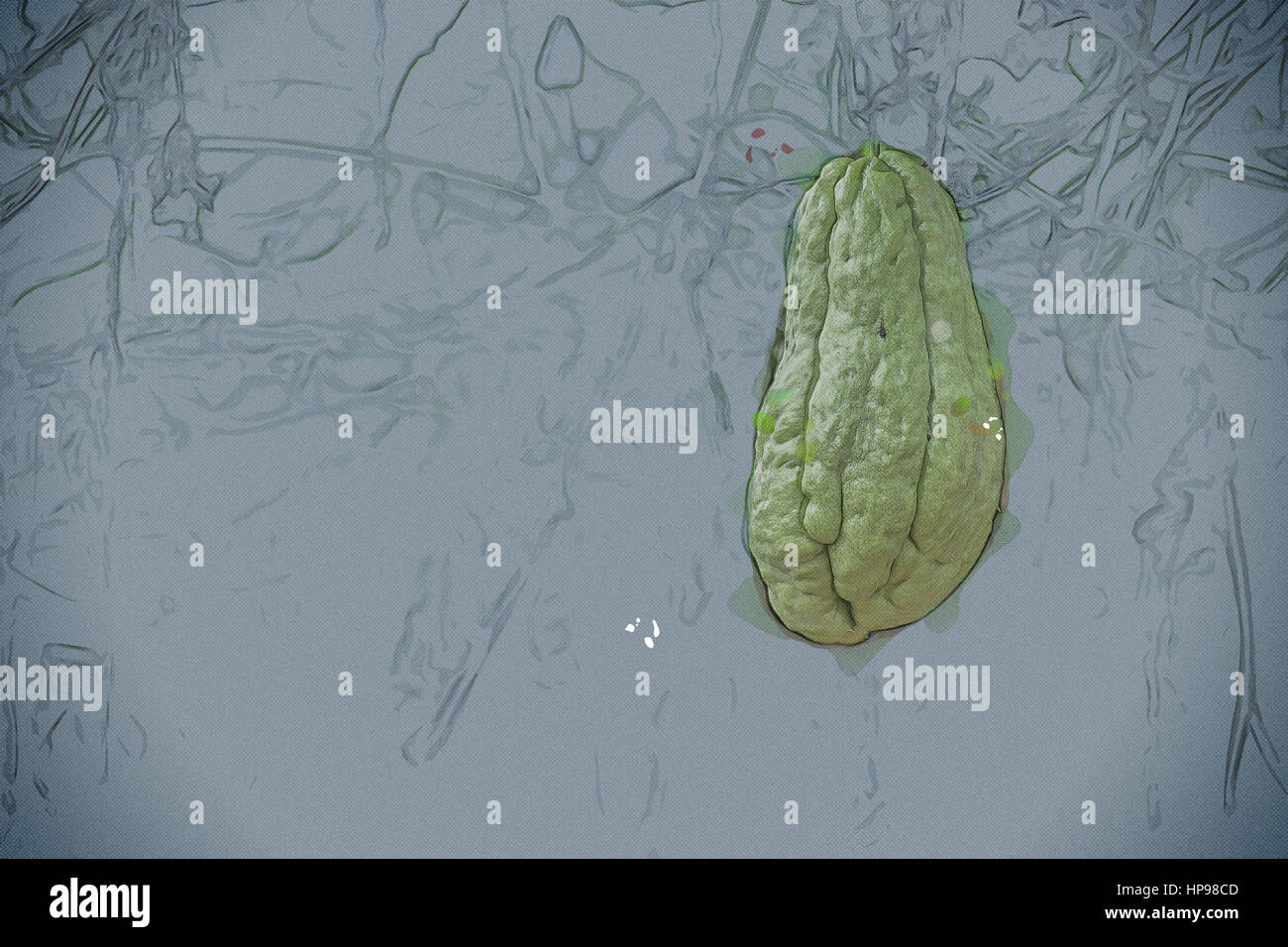 Chinese green melon squash hires stock photography and images Alamy
