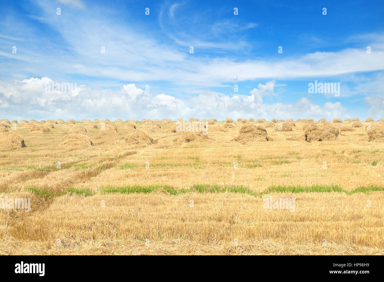 Field with Stacks of straw and blue sky Stock Photo - Alamy