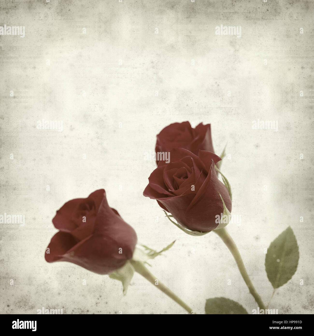 Rusty Paper Roses Backround textured old paper background with dark red rose flower Stock Photo - Alamy