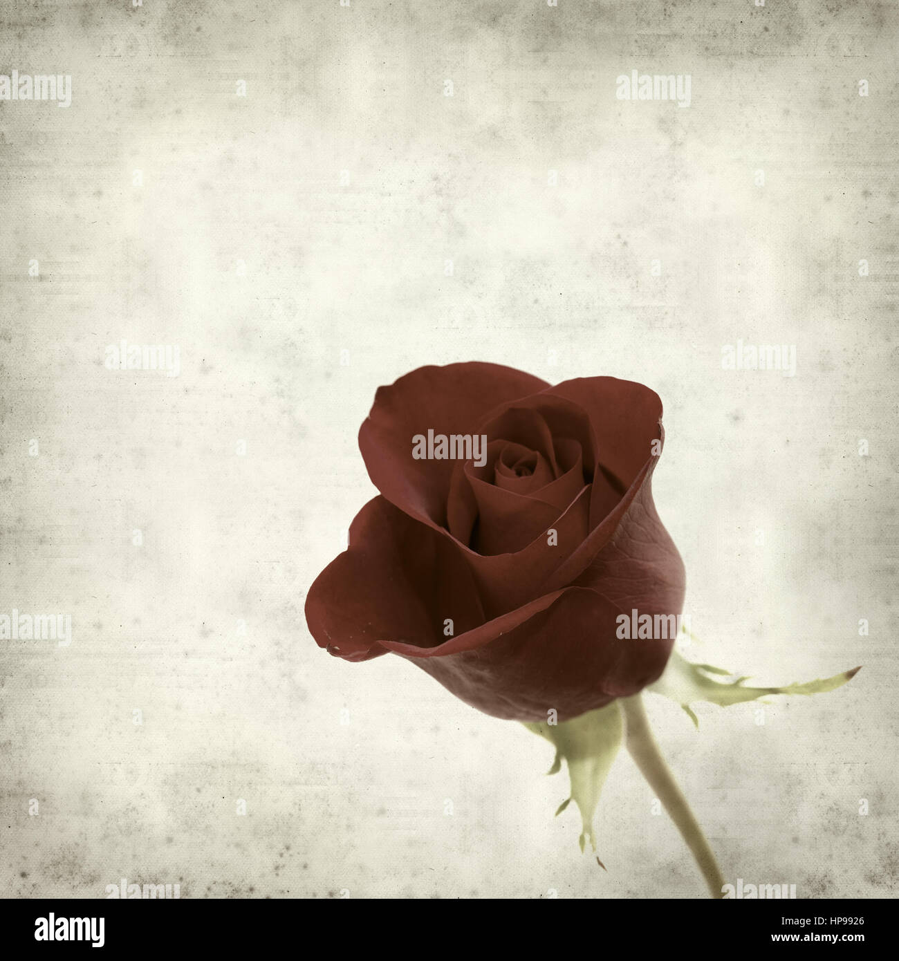 Rusty Paper Roses Backround textured old paper background with dark red rose flower Stock Photo - Alamy