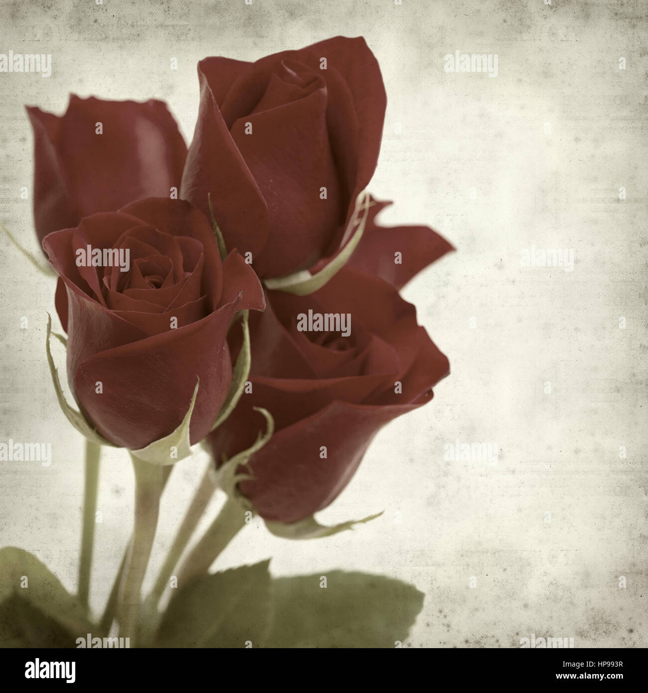 Rusty Paper Roses Backround textured old paper background with dark red rose flower Stock Photo - Alamy