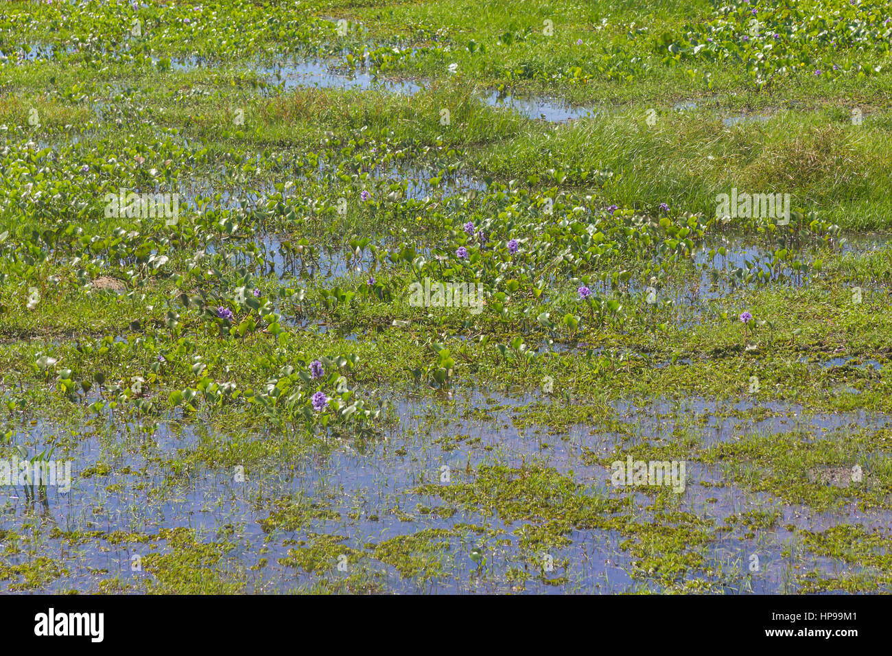 Swamp in Lagoa do Peixe lake, Mostardas city, Rio  Grande do Sul, Brazil. Stock Photo