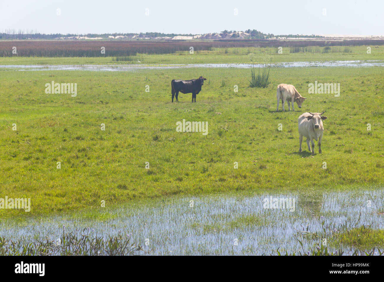 Swamp Cow Stock Photos Swamp Cow Stock Images Alamy
