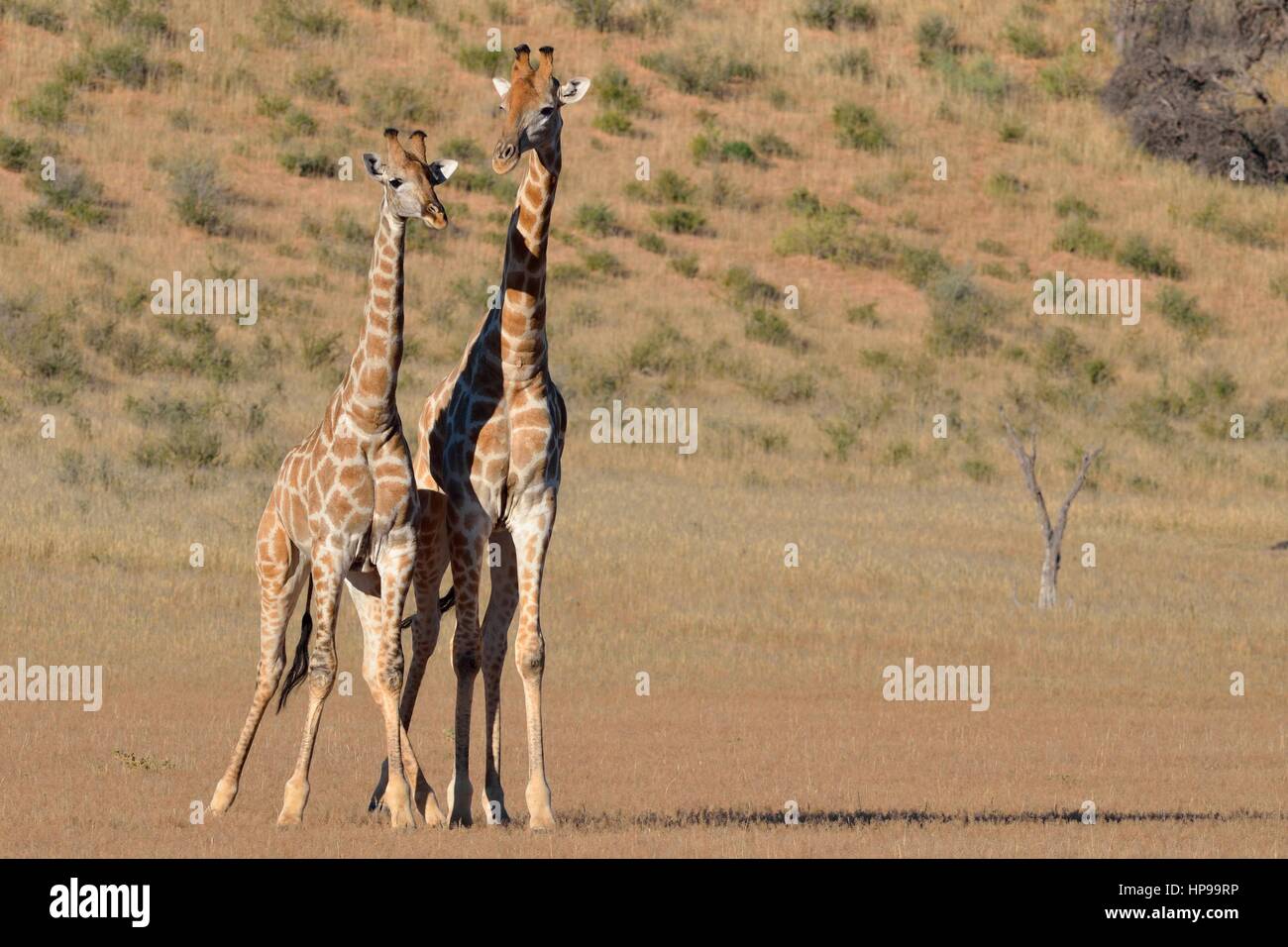 South African giraffes (Giraffa camelopardalis giraffa), two bulls in fighting position, Kgalagadi Transfrontier Park, Northern Cape, South Africa Stock Photo