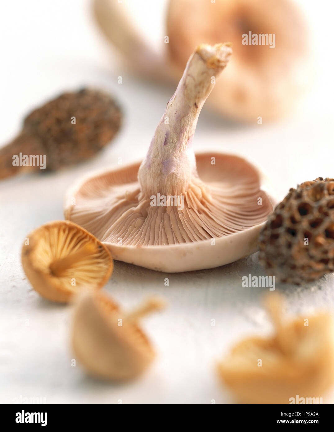 Oriental Mushroom SelectionShitake, Morels and Chanterelles Stock