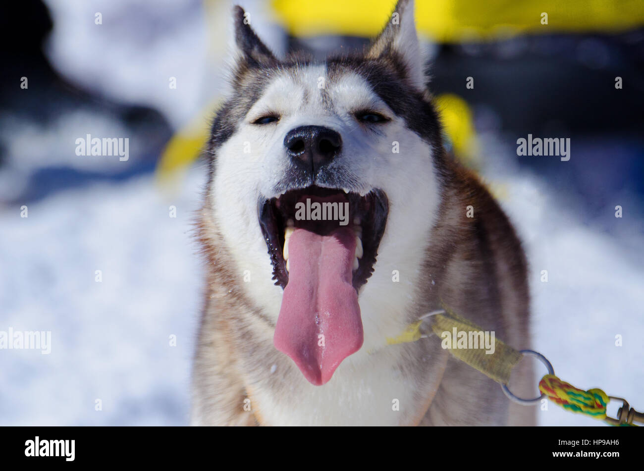 Husky sled dog face, tongue sticking out Stock Photo Alamy