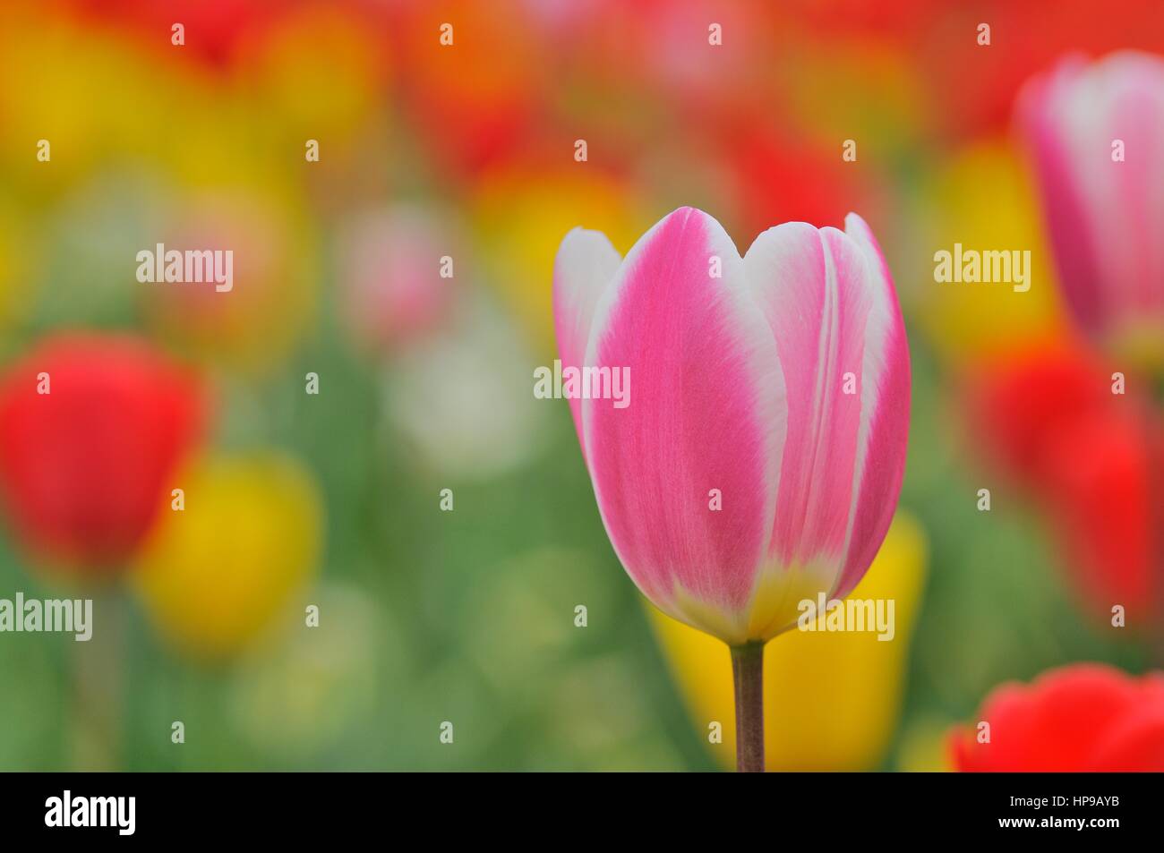 Tulip (tulipan) © Pawel M. Mikucki Stock Photo