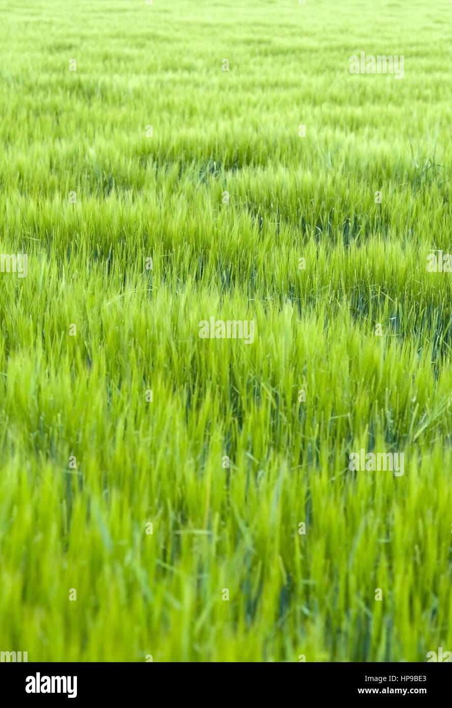 Gruenes Getreidefeld, Fruehsommer - green cornfield Stock Photo