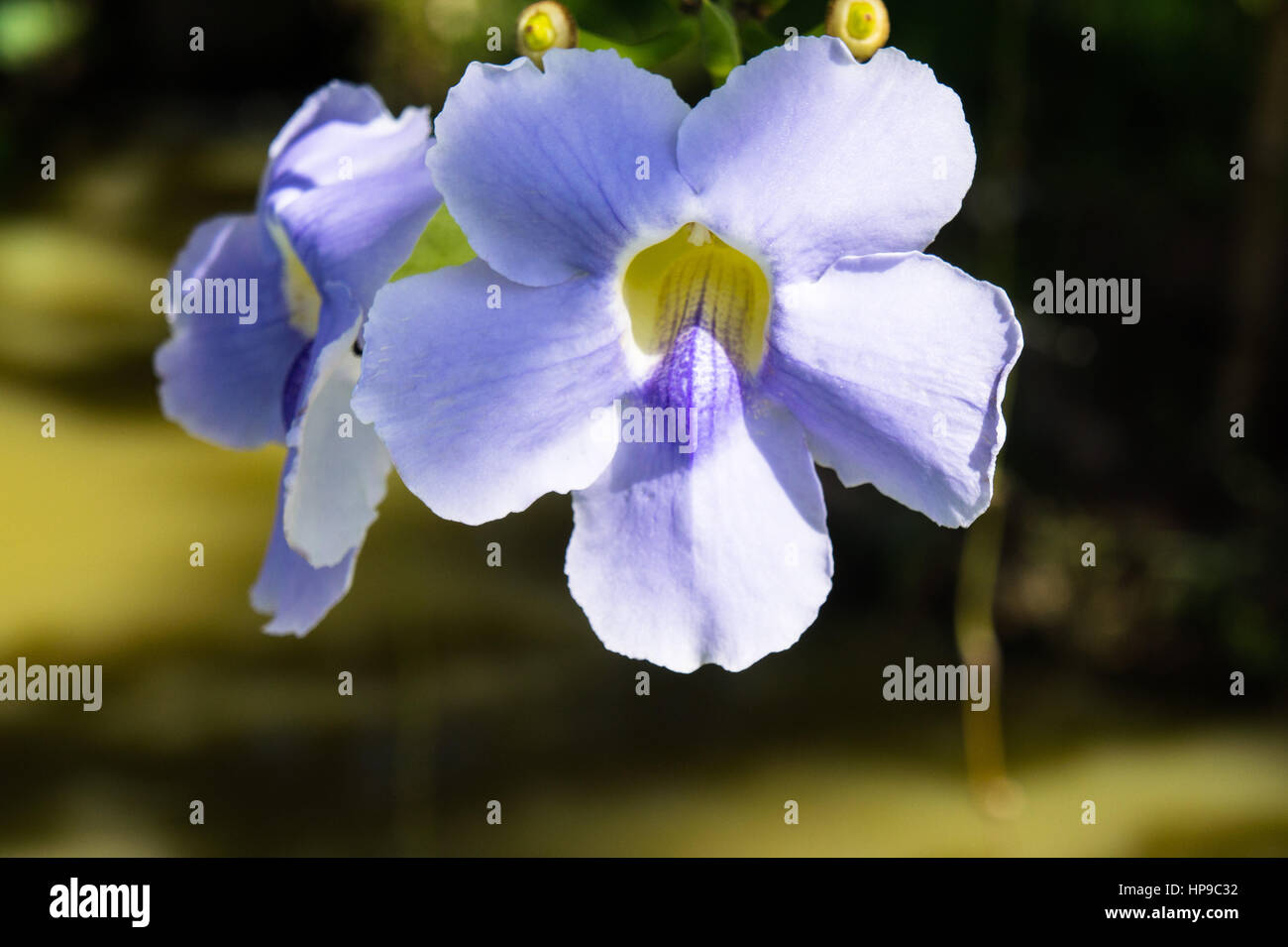 beautiful blue purple soft nice flower of Laurel clock vine, Blue trumpet vine, Thunbergia laurifolia cold herbs in Asia and tropical zone Stock Photo