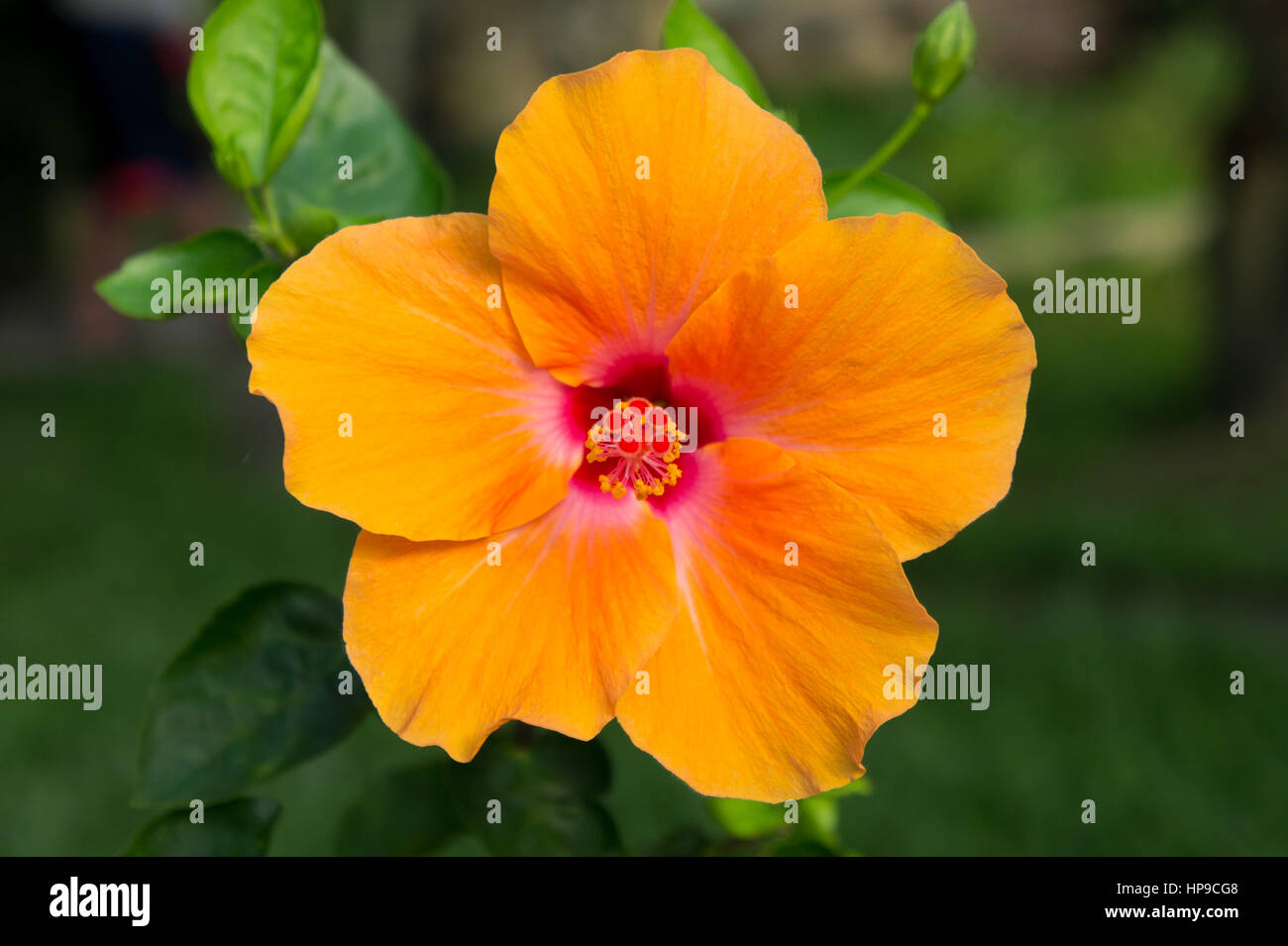 Macro of orange China Rose flower,Chinese hibiscus, Hibiscus rosa ...