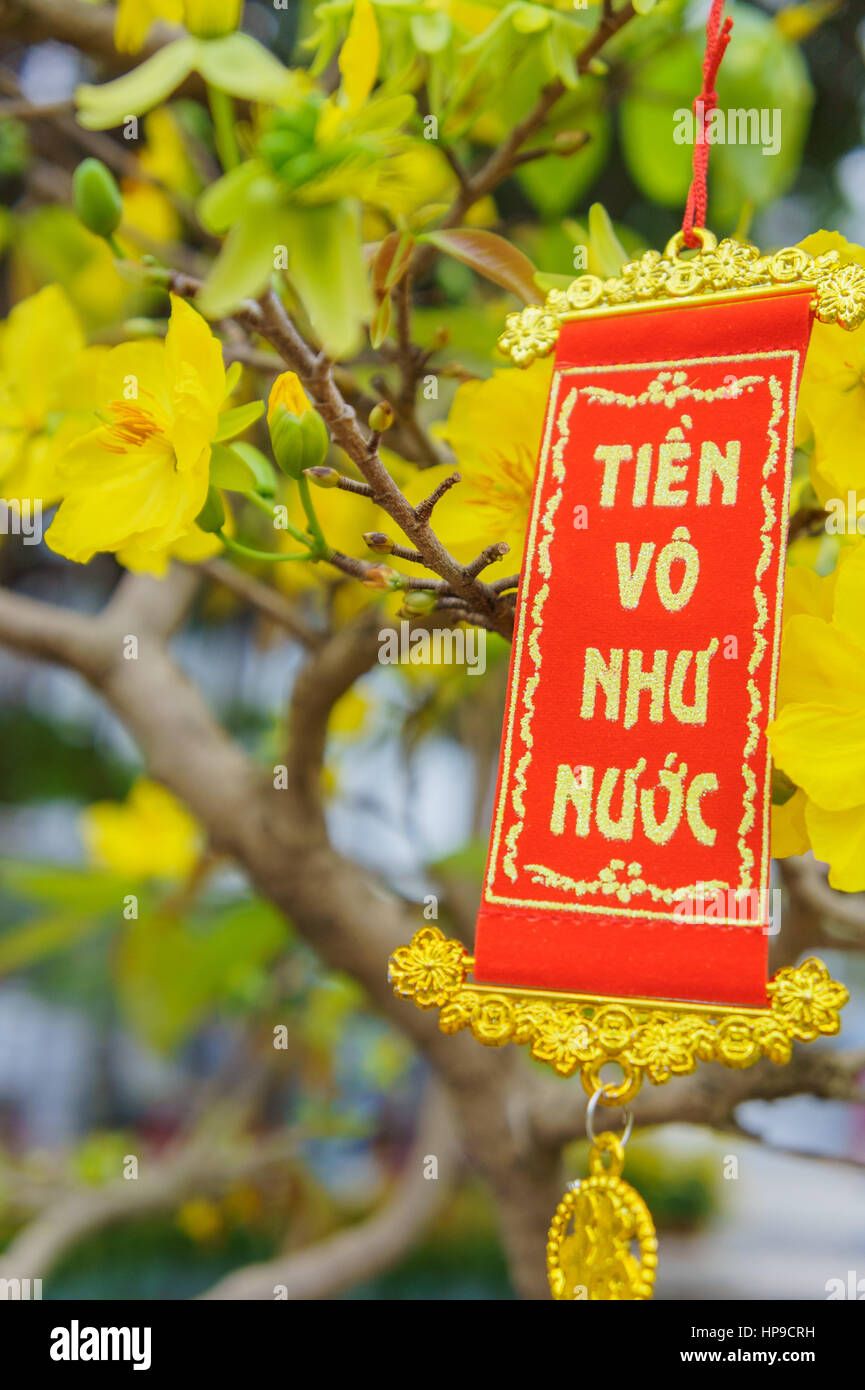 the flowers of traditional Vietnamese new year Stock Photo Alamy