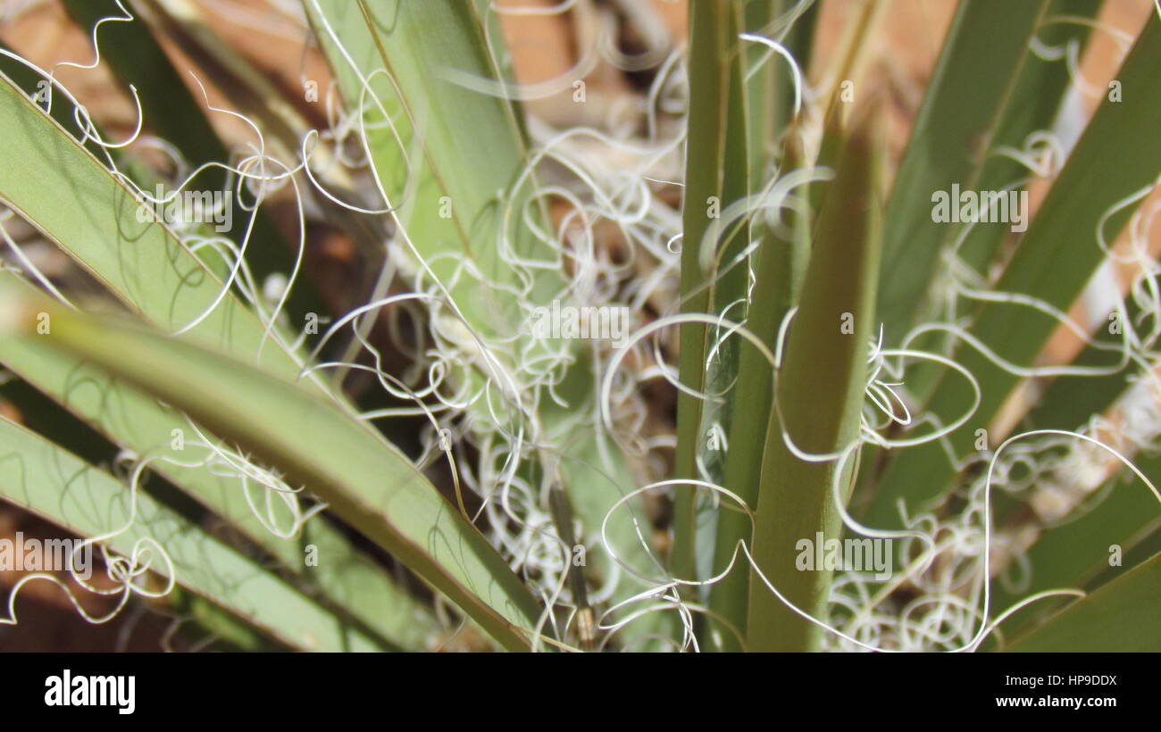 Yucca Thread Yucca threads hi-res stock photography and images - Alamy