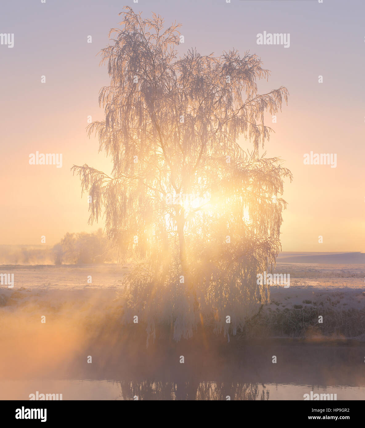 Sun shines through tree in winter morning. Sun beams illuminate moening mist. Sunny xmas theme. Stock Photo
