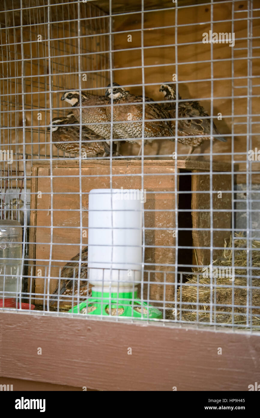 Quail (Northern Bobwhite in cage at Baxter Barn in Fall City, Washington, USA Stock Photo