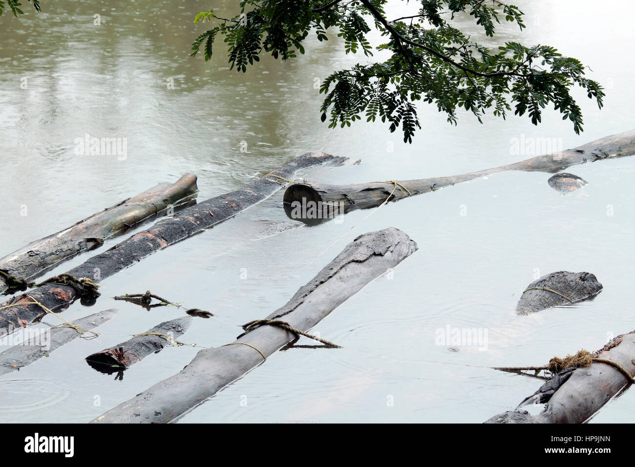 Dead woods Stock Photo