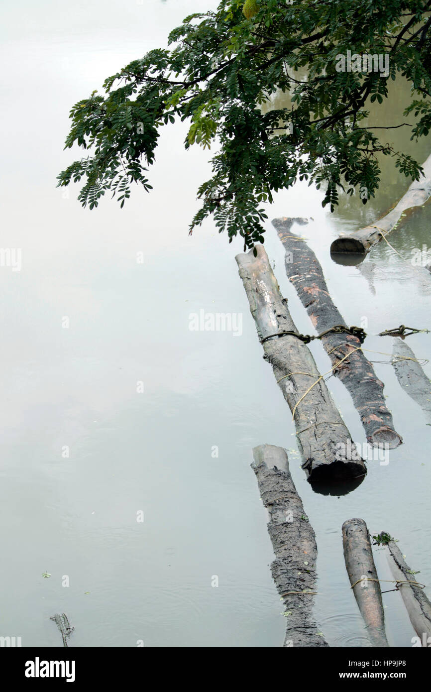 Dead woods Stock Photo