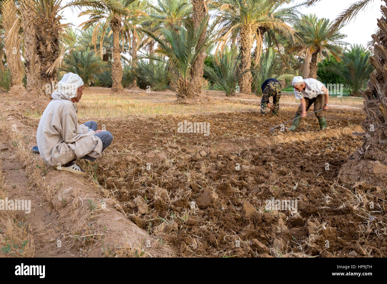 Merzouga, Morocco.  Farmers Hoeing the Soil in their Plots, in Preparation for Planting.  Crops can be planted underneath date palms. Stock Photo