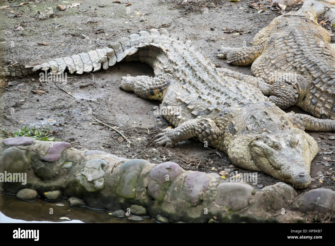 Caiman Crocodylus, spectacled caiman, babilla in captivity at the Los ...