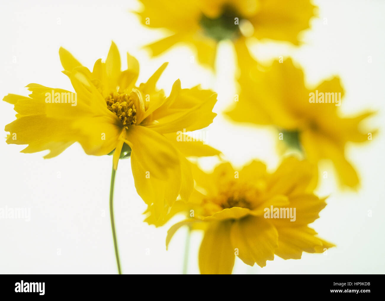 Gelbe Blueten, Maedchenauge Stock Photo