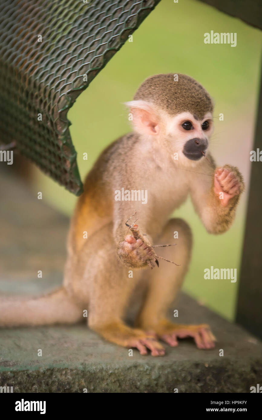 Saimiri sciureus, common squirrel monkey in captivity eating a cricket. Los Ocarros Biopark. Villavicencio, Colombia. Stock Photo