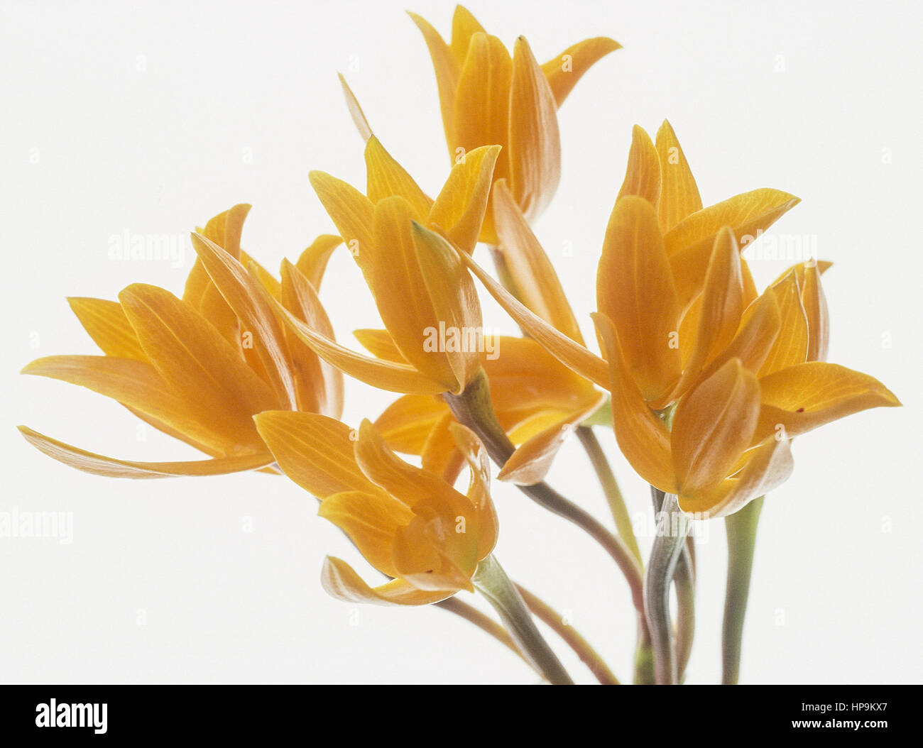 Orchidee, Cattleya aurantiaca, orange Stock Photo
