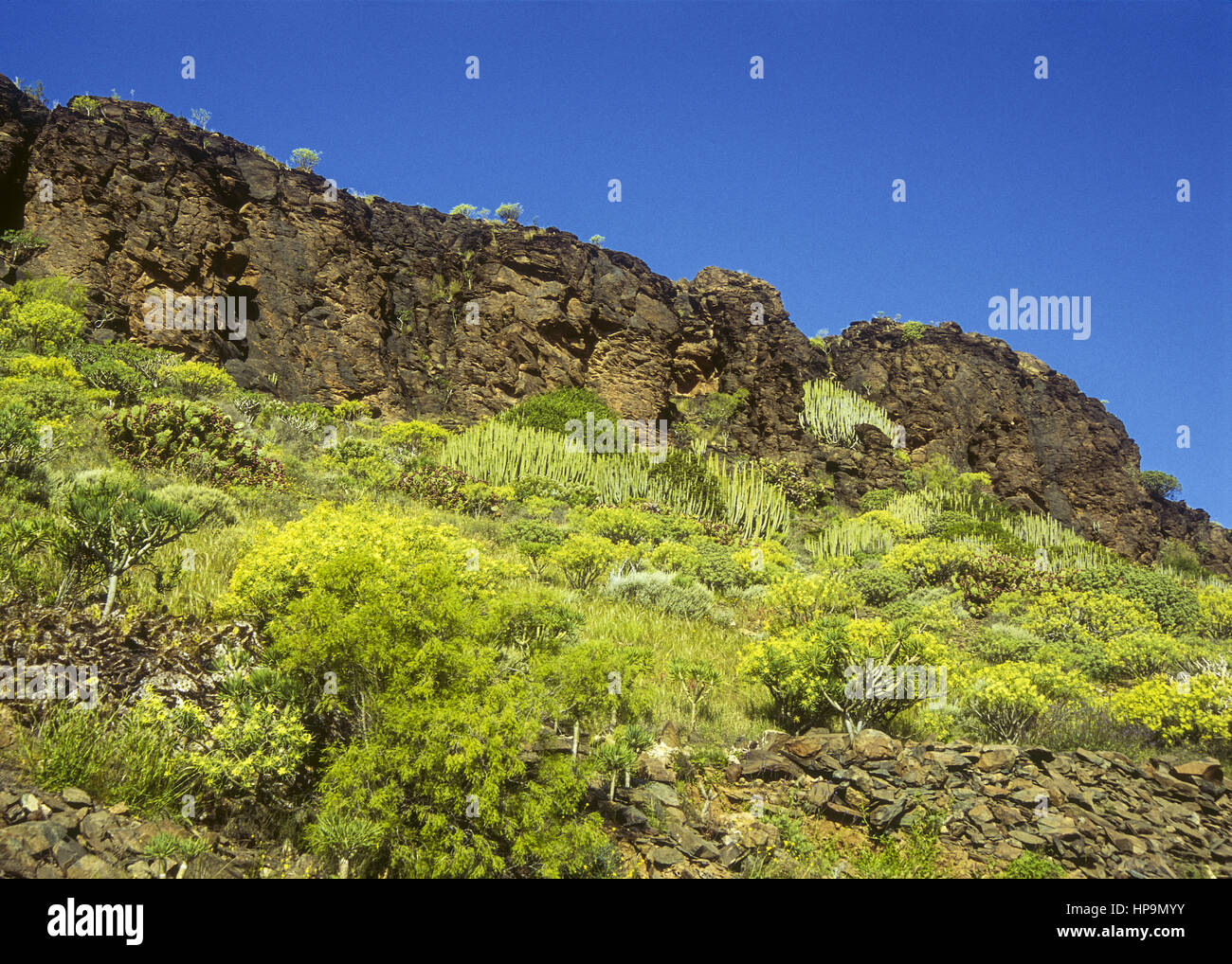 Bewachsener Berghang, Gran Canaria, Spanien Stock Photo