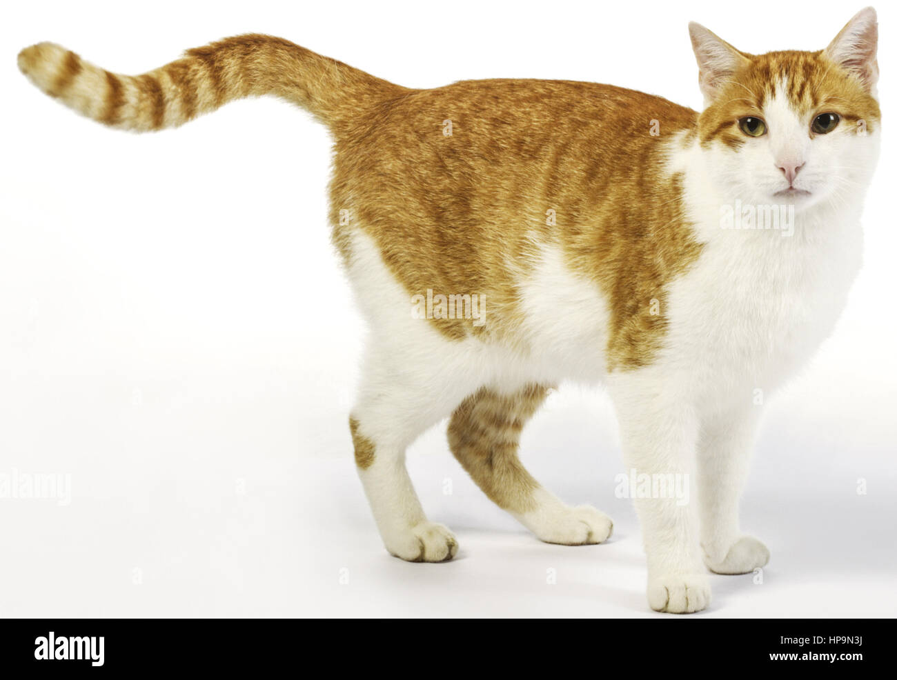 Hauskatze, Europaeisch Kurzhaar, rot-weiss, stehend Stock Photo