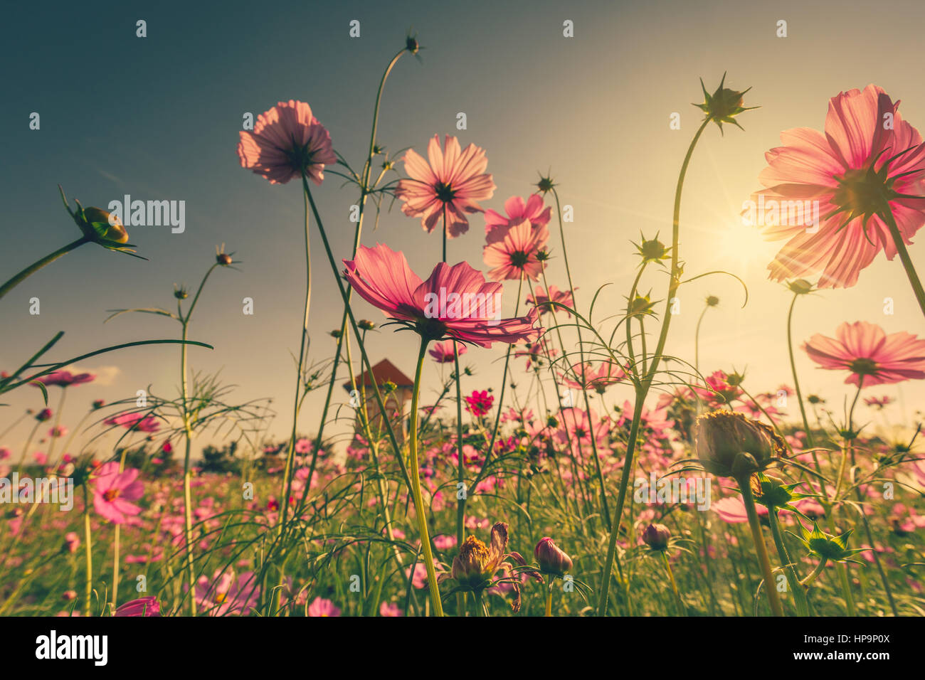 Vintage soft pink flowers wallpaper hi-res stock photography and images ...