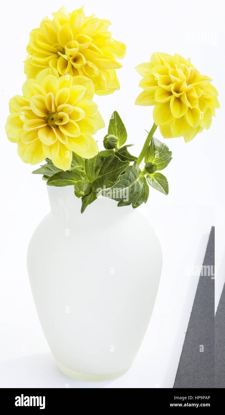 Gelbe Dahlien in Vase Stock Photo