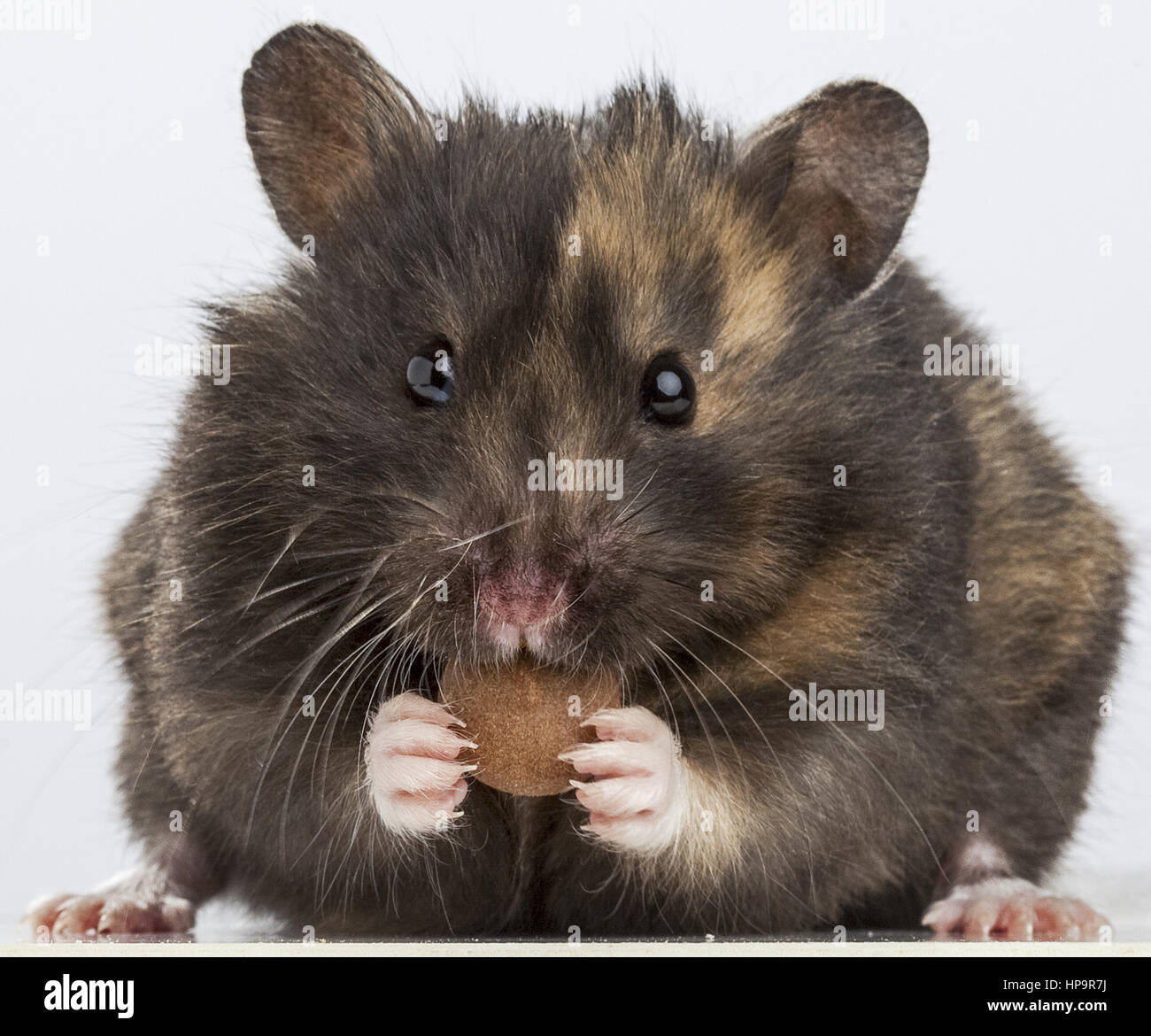 Hamster frisst Stock Photo
