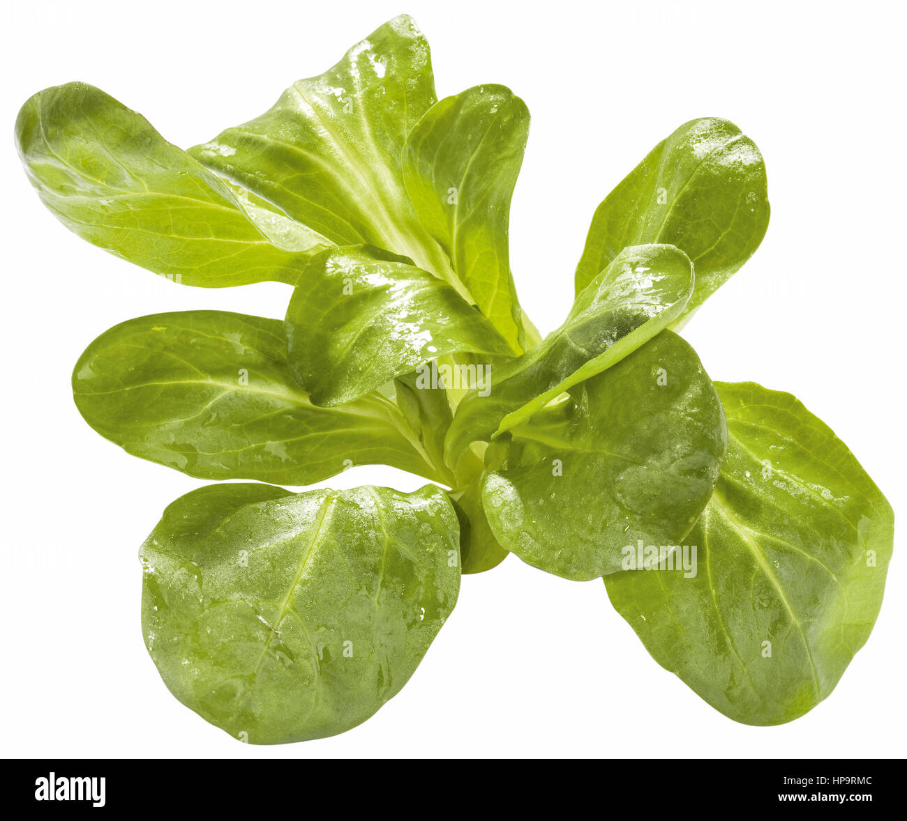 Feldsalat hi-res stock photography and images - Alamy