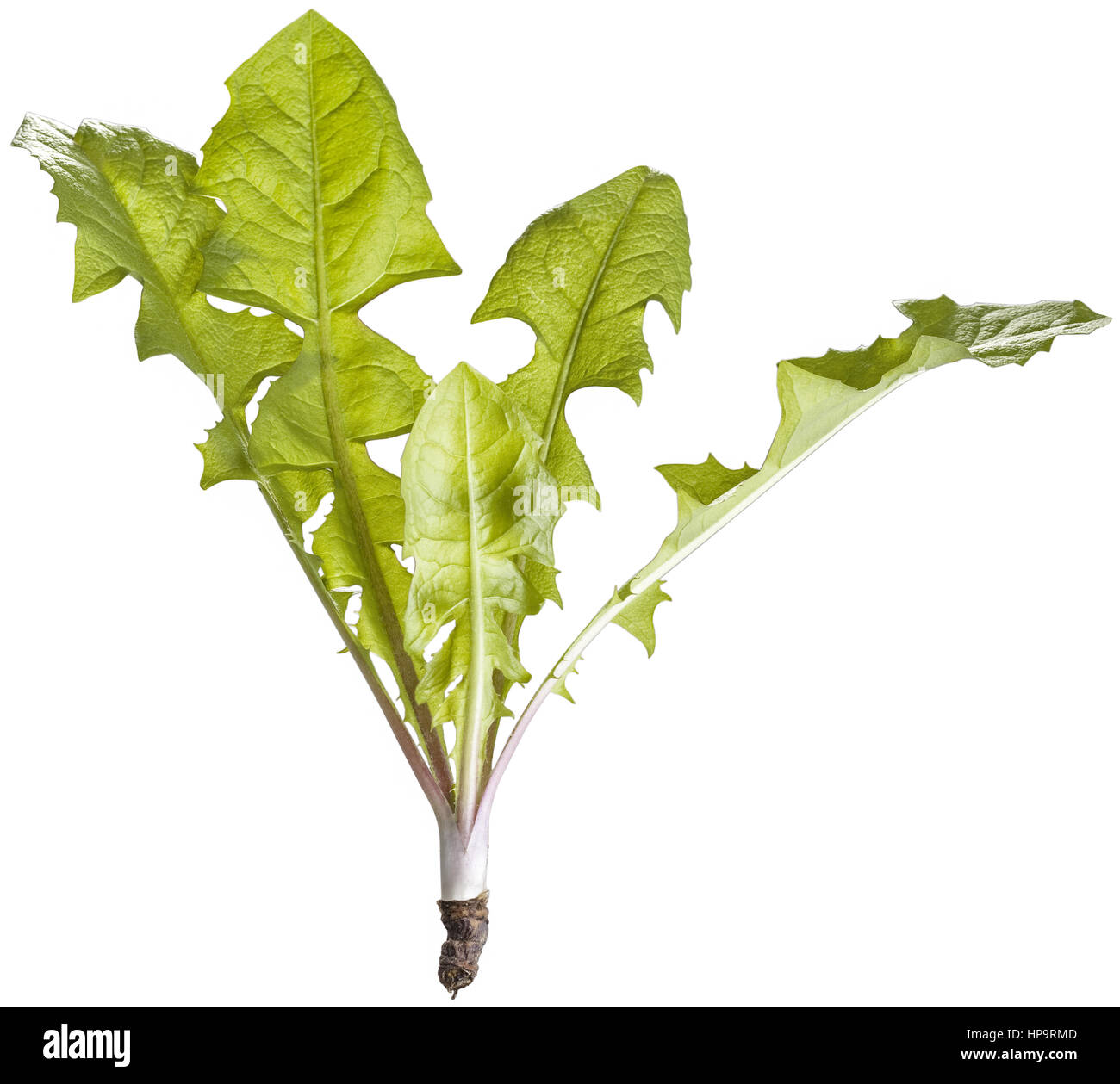 Loewenzahn hires stock photography and images Alamy