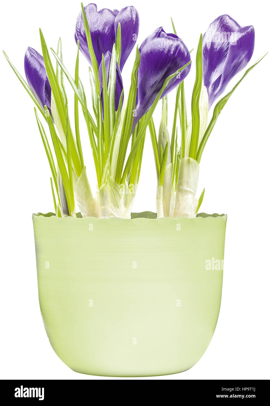 Krokusse im Topf Stock Photo Alamy