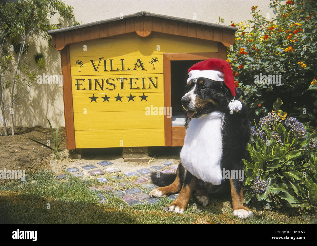 Berner Sennhund sitzt als Weihnachtsmann verkleidet vor Hundehuette Stock Photo