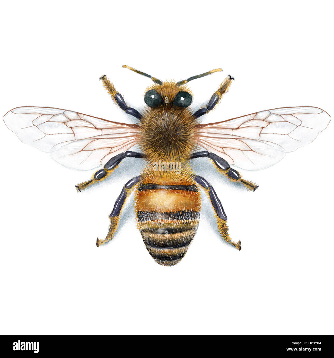Bee illustration, watercolour, drawing, ink, realistic, fine Stock