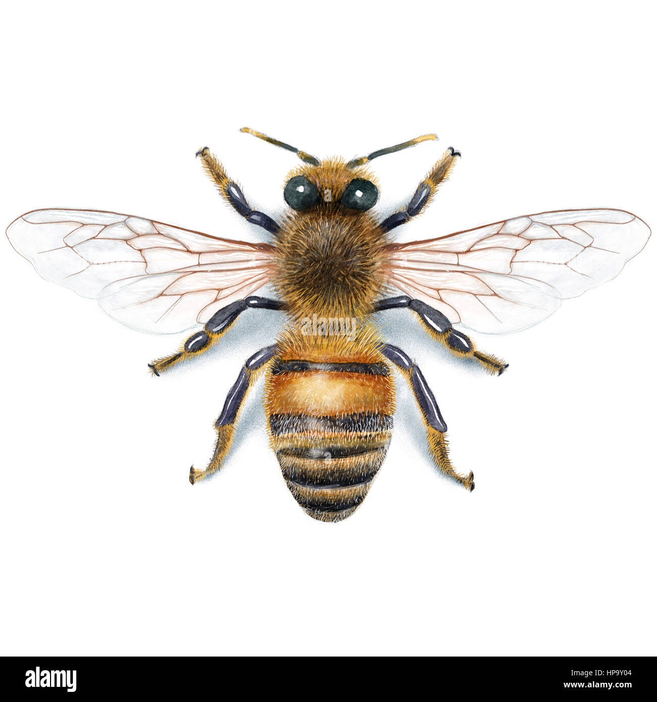 Realistic Bee Drawing Honey Bee Line Drawing Flower Drawing Bee Realistic Bee Drawing Honey Bee Line Drawing Flower Drawing Bee