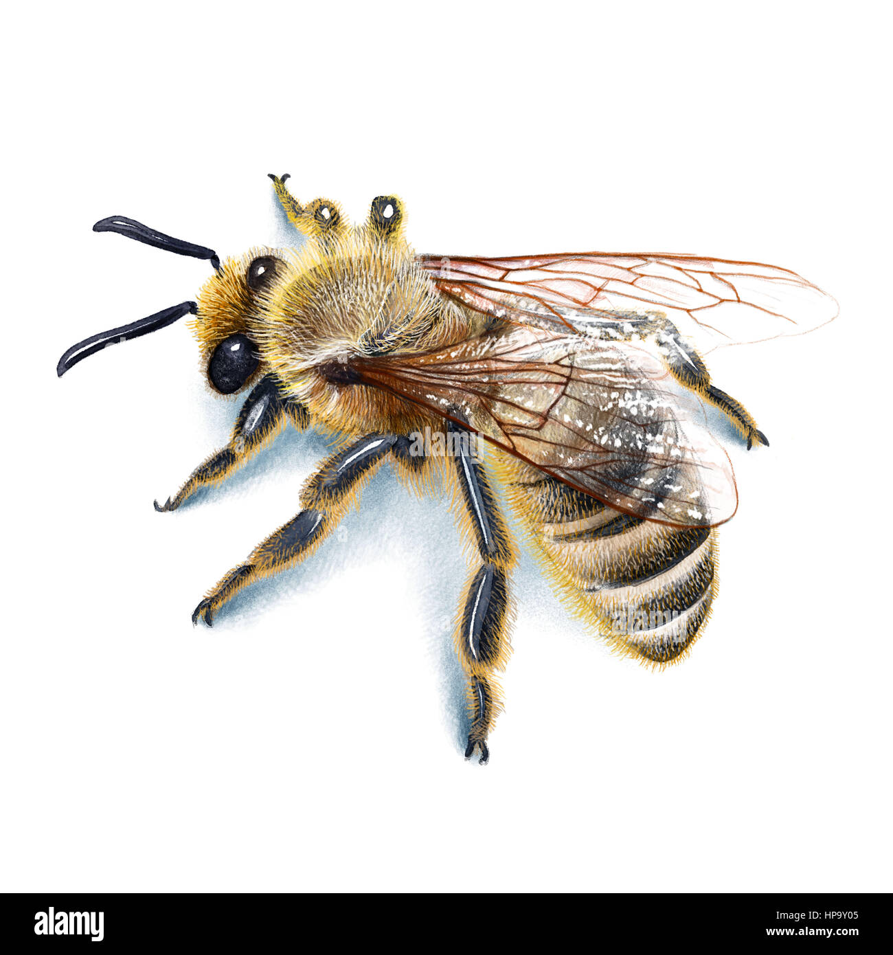 Honey Bee Drawing by Jessica Lebo - Pixels-saigonsouth.com.vn