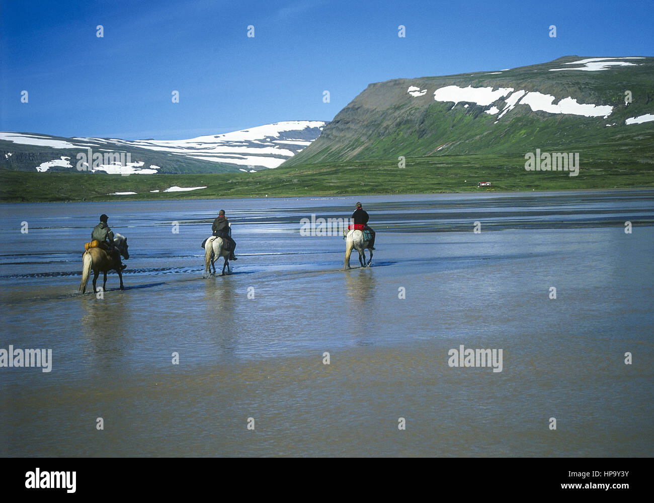 Pferde-Trekking, Durchqueren eines Flusslaufs, Island Stock Photo
