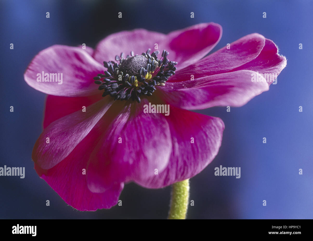 Anemone, violette Bluete vor blauem Hintergrund Stock Photo