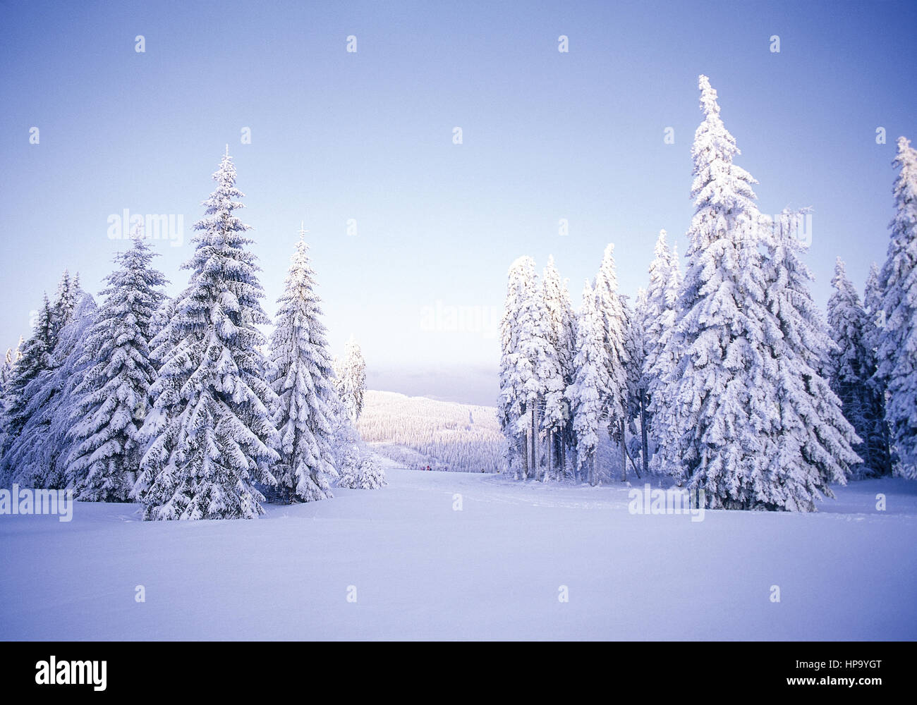 Winterlandschaft mit verschneiten Tannen, Grosser Arber, Bayerischer Wald Stock Photo