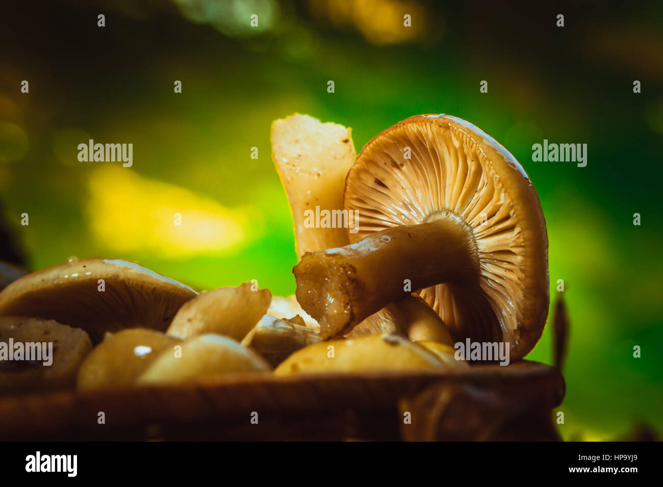 russula mushrooms in a wicker basket close up Stock Photo