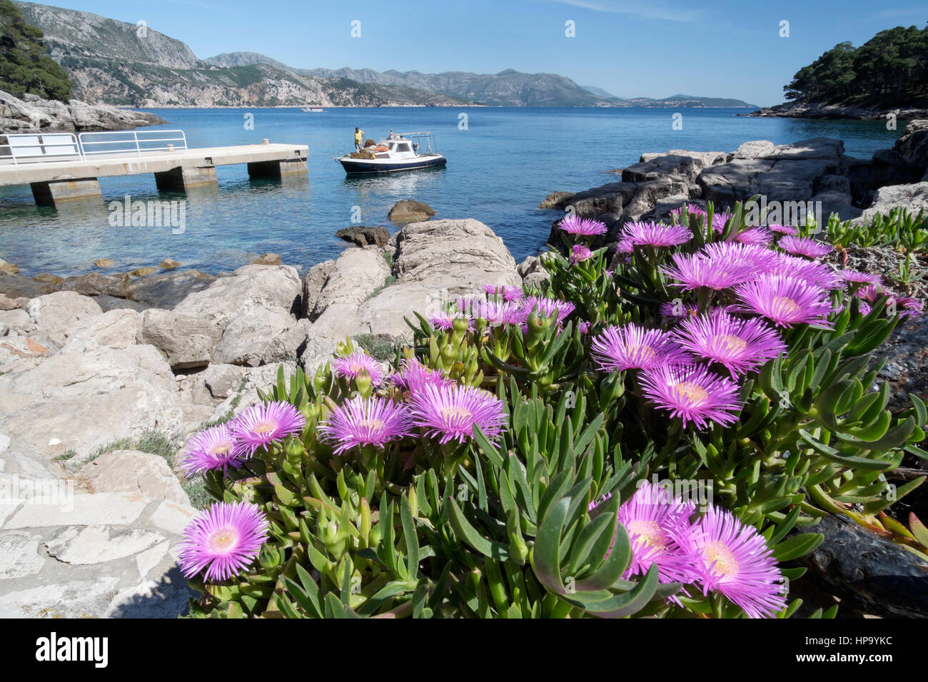 Ice Plant (Sedum Spectabile) and main jetty on Lokrum Island, near Dubrovnik, Croatia Stock Photo