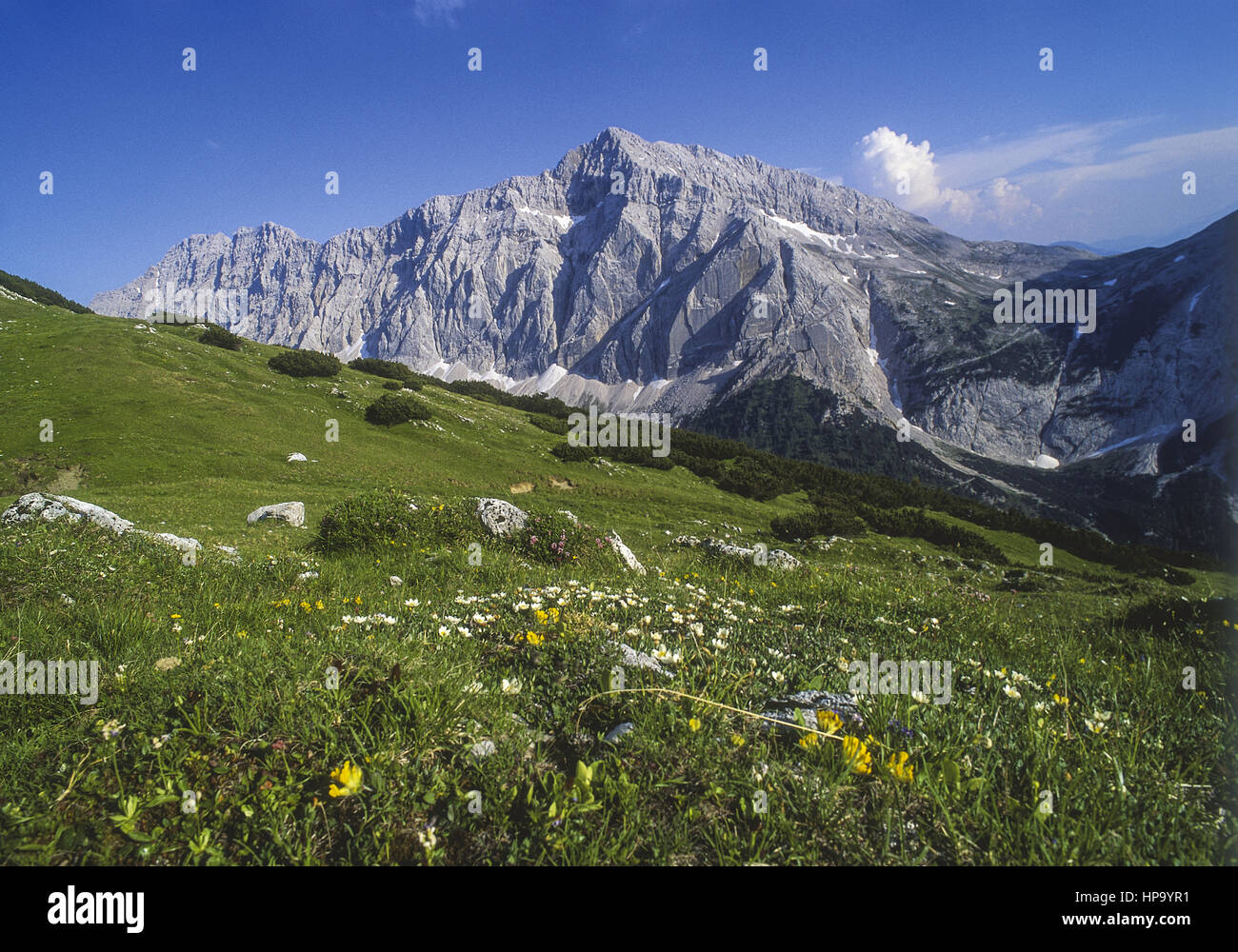 Bergwiese vor Karwendelgebirge, Speckkarspitze, Tirol, Oesterreich Stock Photo