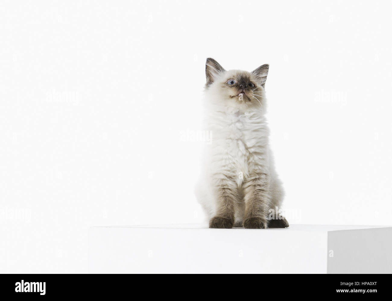 Junge Katze, Ragdoll Rassekatze Stock Photo
