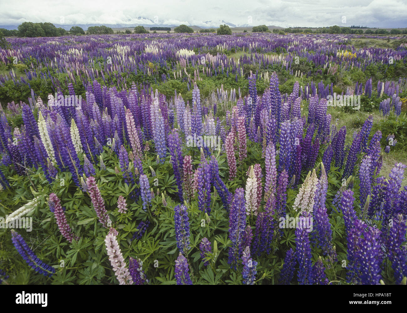Blumenwiese aus Lupinen, Suedinsel, Neuseeland Stock Photo