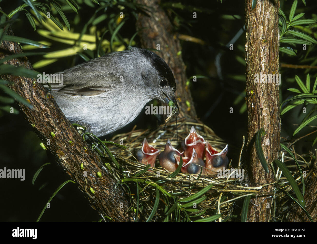 Moenchsgrasmuecke fuettert Kueken im Nest Stock Photo - Alamy