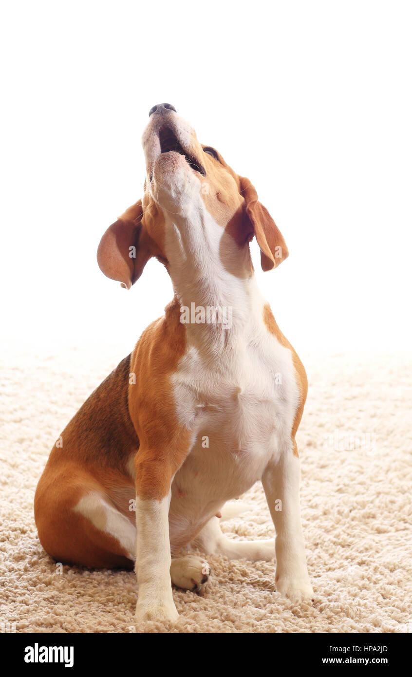 Howling dog isolated on white background. Brown beagle howl. Beagle dog sit on soft carpet inside. Stock Photo