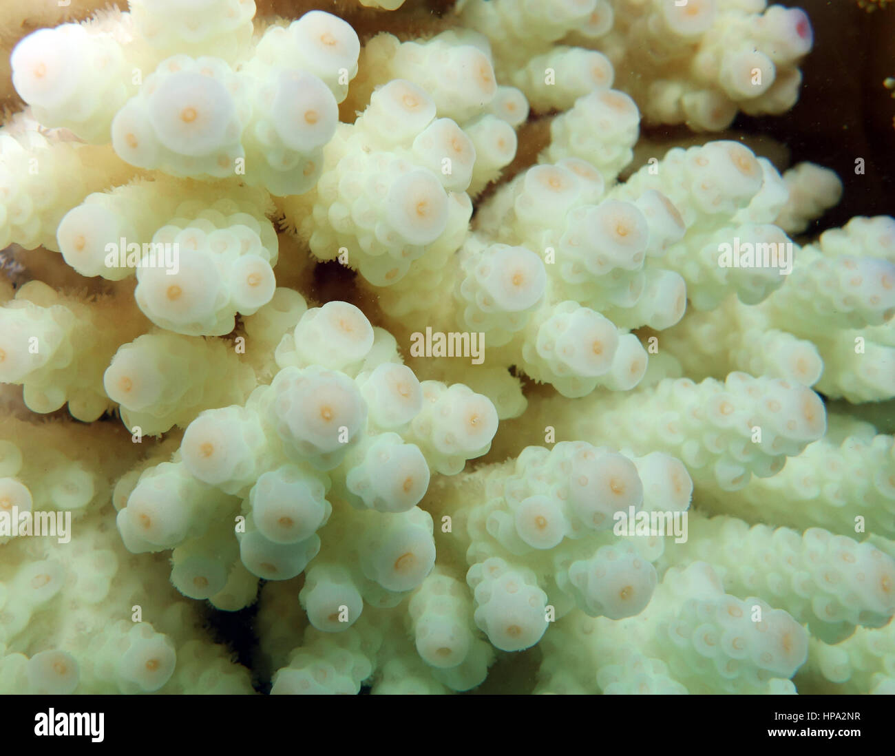 Acropora coral in early stages of bleaching  ('fluorescing'), Green Island, Great Barrier Reef, Queensland, Australia, February 2017 Stock Photo