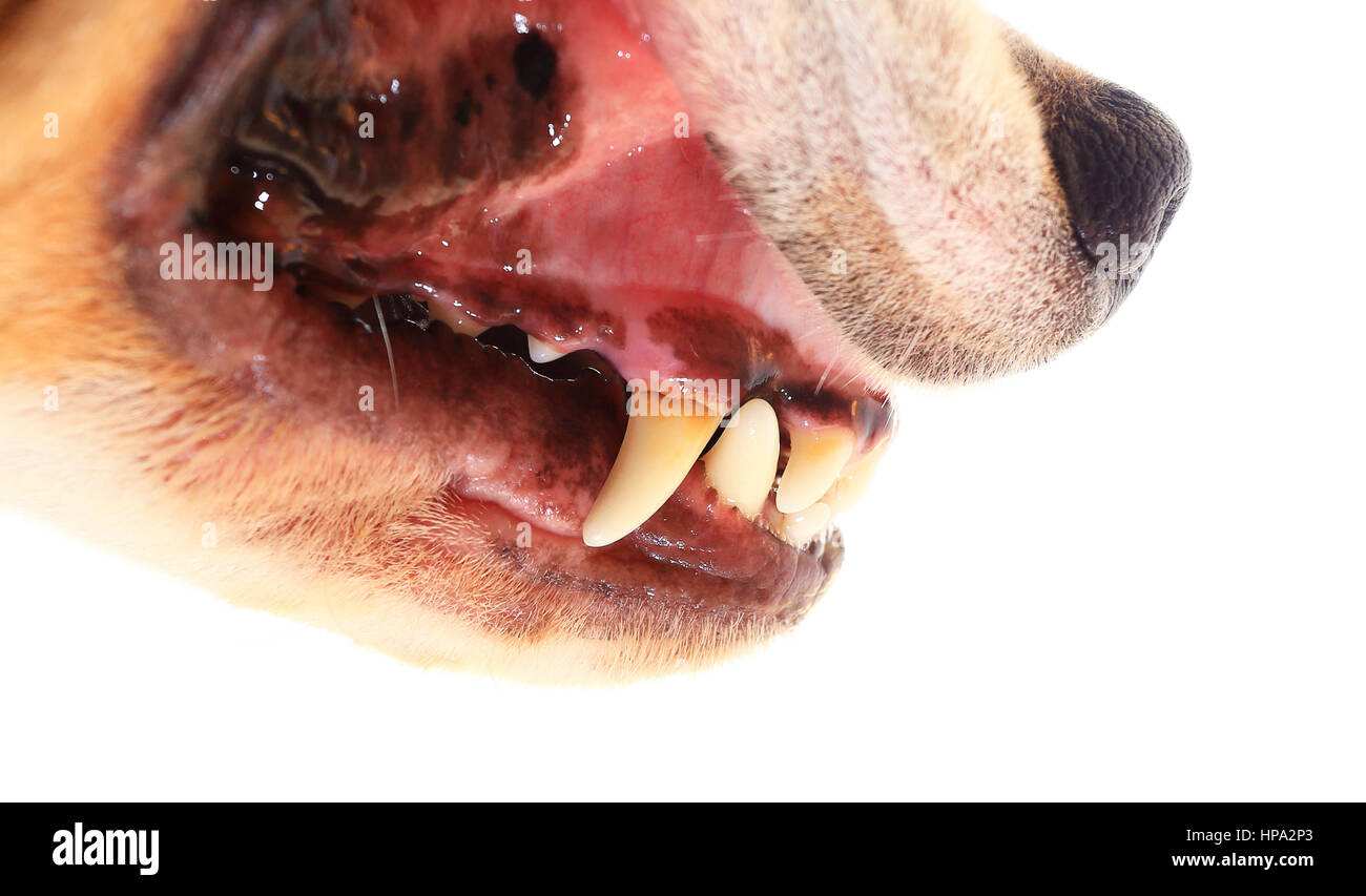 Dog teeth closeup. Beagle teeth isolated on white background. Problem