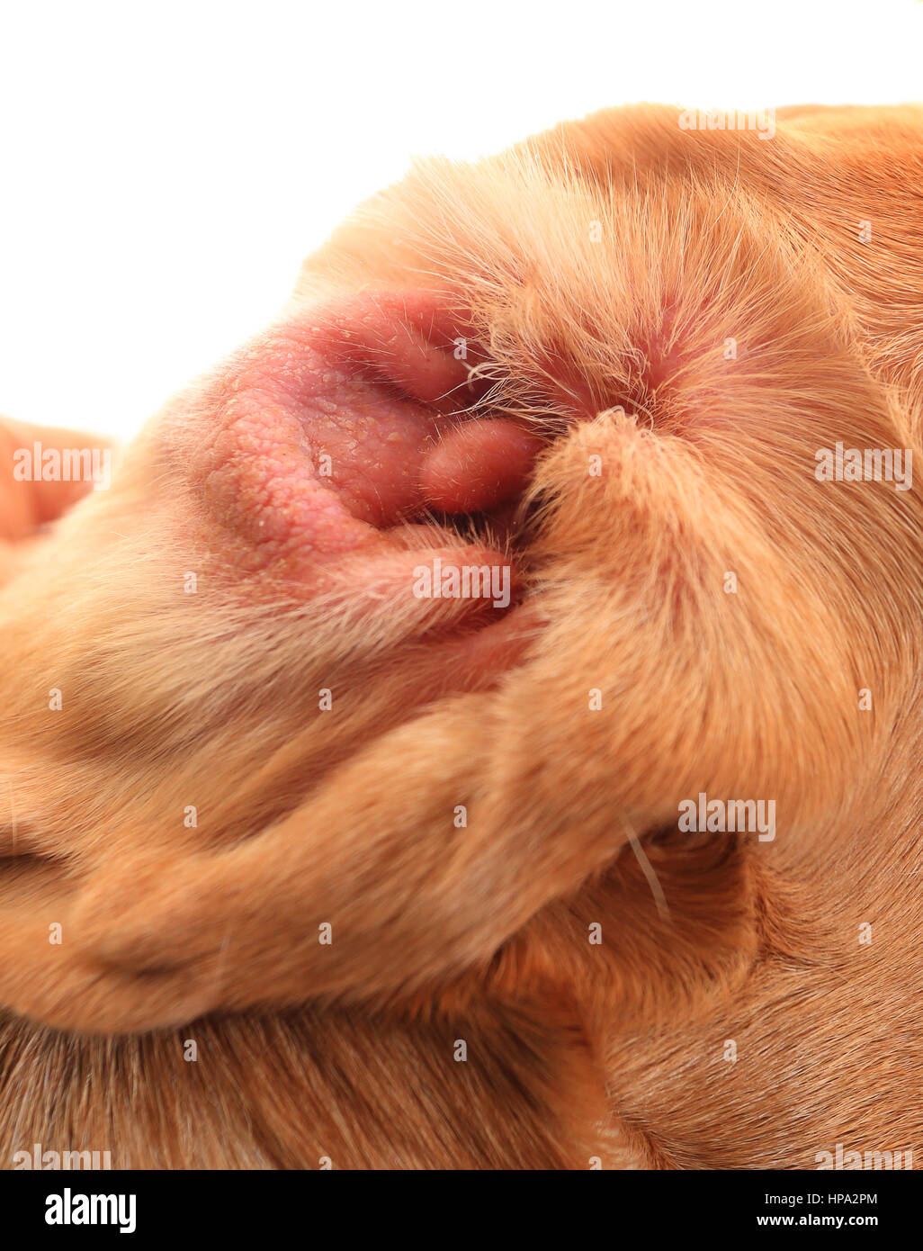 Red ear of with allergy. Allergy on beagle ear. Allergy on dog ear close up Stock Photo - Alamy